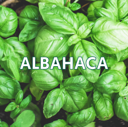 ALBAHACA