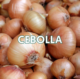 CEBOLLA2