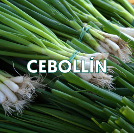 CEBOLLÍN2