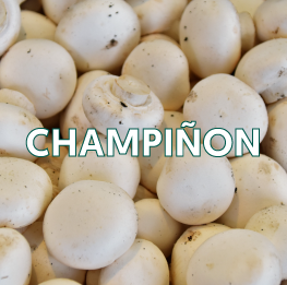 CHAMPIÑON2