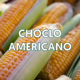 CHOCLO-AMERICANO2