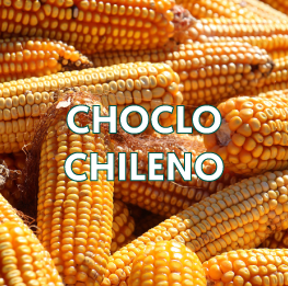 CHOCLO-CHILENO2