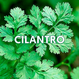 CILANTRO2