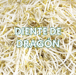 DIENTE-DE-DRAGÓN2