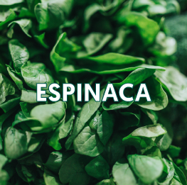 ESPINACA2