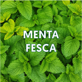 MENTA-FRESCA