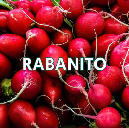 RABANITO2