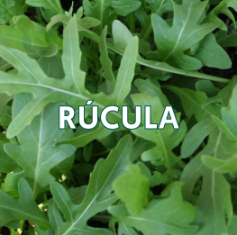 RÚCULA2